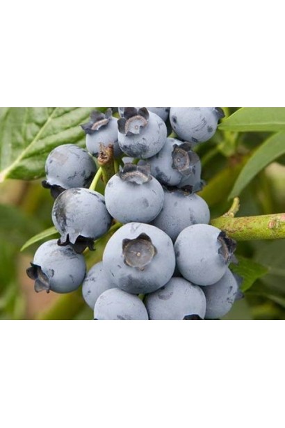 Торф’яний субстрат (кислий) для лохини